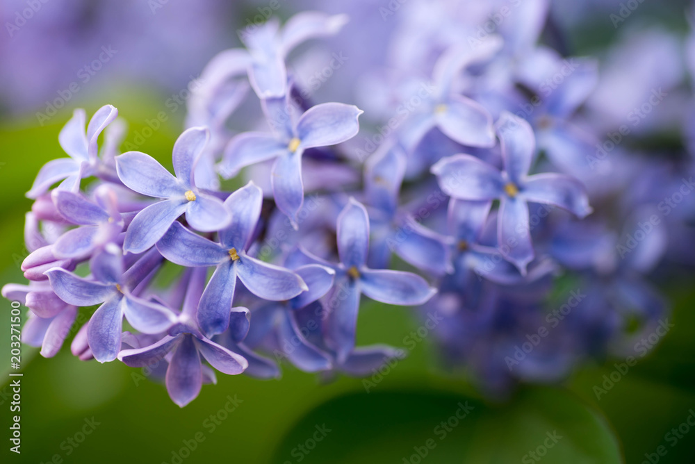 syringa lilac flowers selective focus