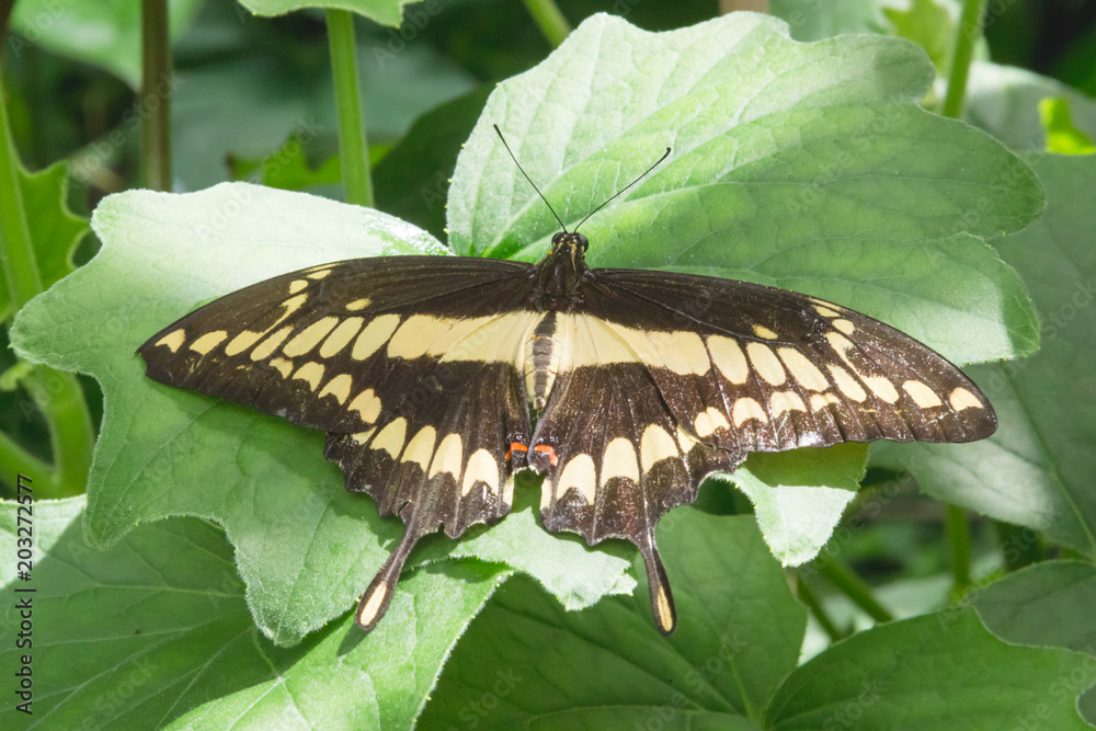 Fototapeta premium Single swallowtail