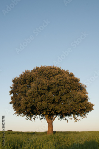 Holm oak on green cereal field, Quercus ilex photo