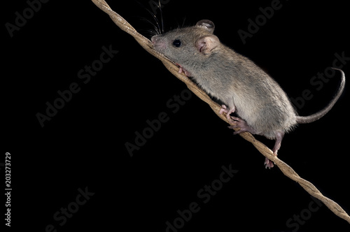 Mouse climbing an old rope, Mus musculus