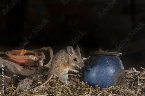 Mouse playing in the old attic, Apodemus sylvaticus
