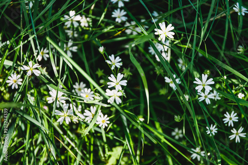 White flower in the grass