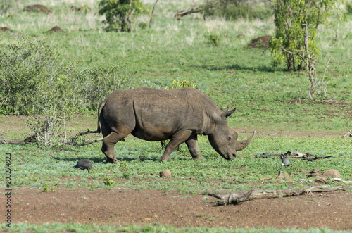 Rhinoc  ros blanc  Ceratotherium simum  Parc national Kruger  Afrique du Sud