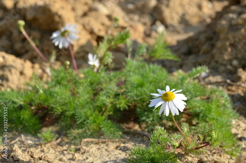 Common daisy flowers growing on dry dirt © antreas8n5