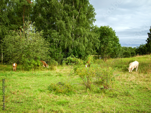 Cows