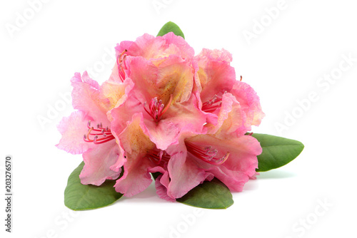 pink rhododendron flower head on white isolated background