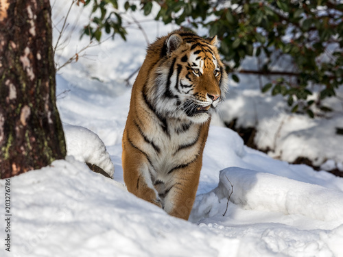 Siberian tiger, Panthera tigris altaica, walking in the snow in the forest. Front view.