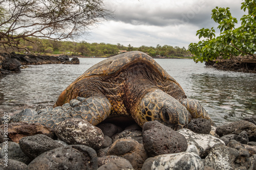 Green Sea Turtle Resting on a Maui Beach © equigini