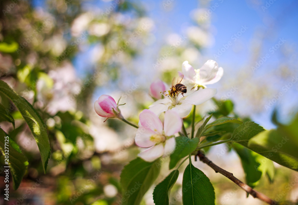 Honey bee in garden collects nectar from flowers of blooming trees Honey bee in garden collects nectar from flowers of blooming trees