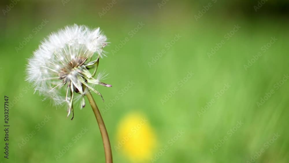 Dandelion seed head blowing the in the wind