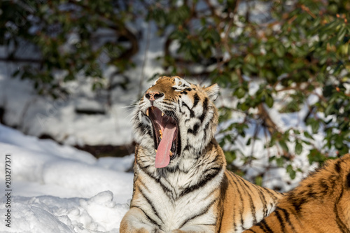 Siberian tiger  Panthera tigris altaica  yawning with a big open mouth  showing teeth and tounge. Snow on the ground. space for text