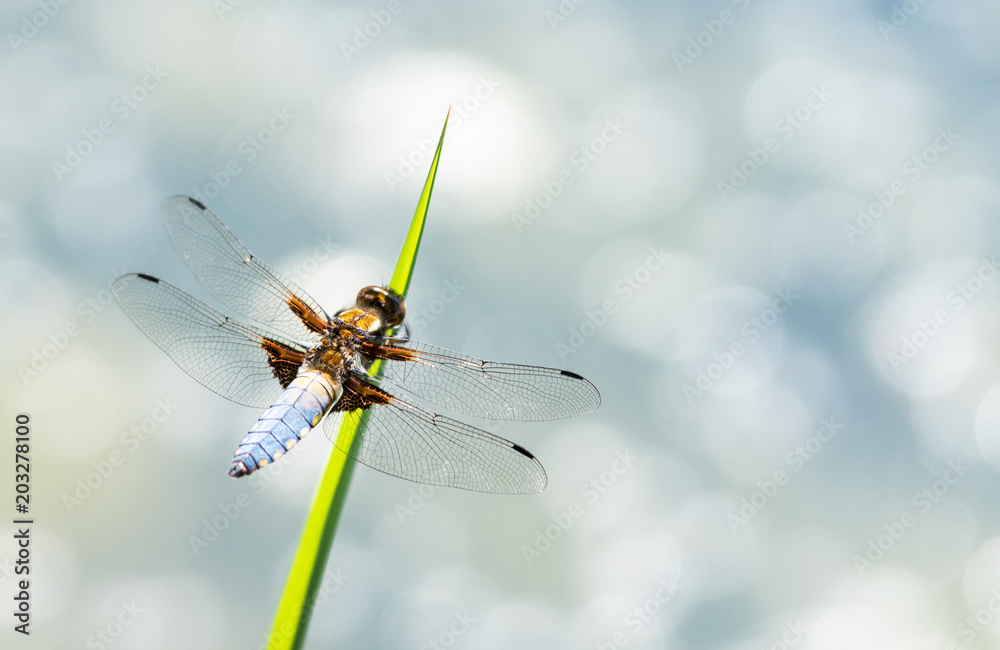 Plattbauchlibelle am Grashalm