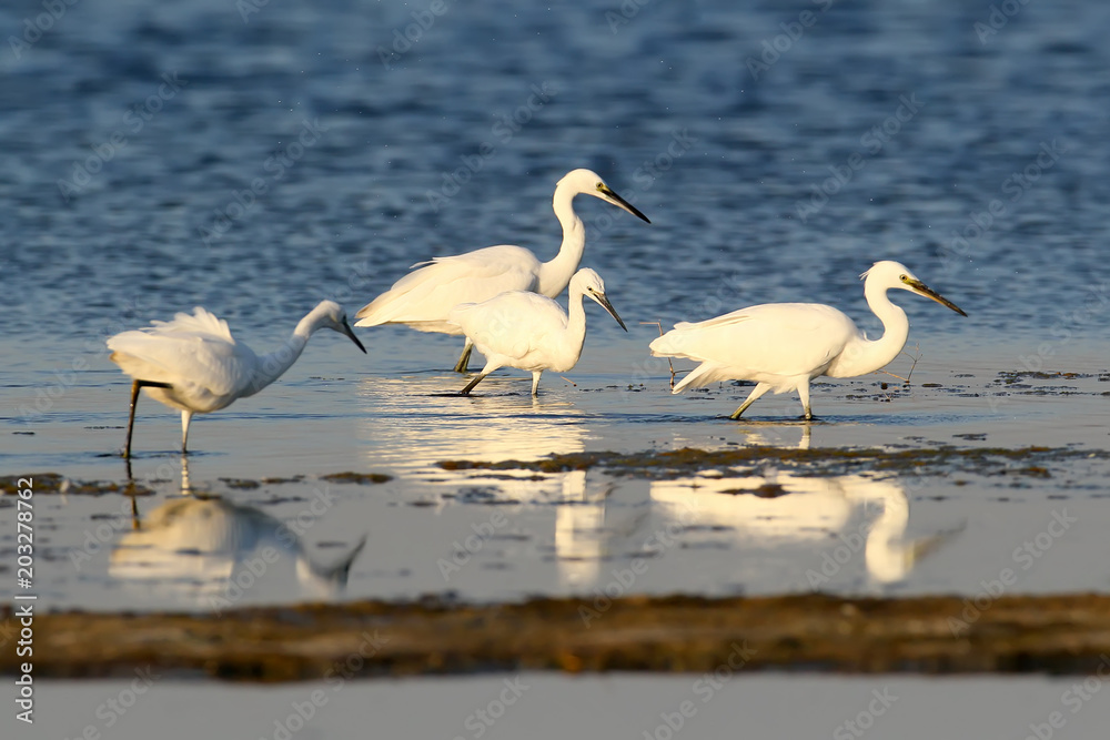 Great and little white herons hunt in the water together
