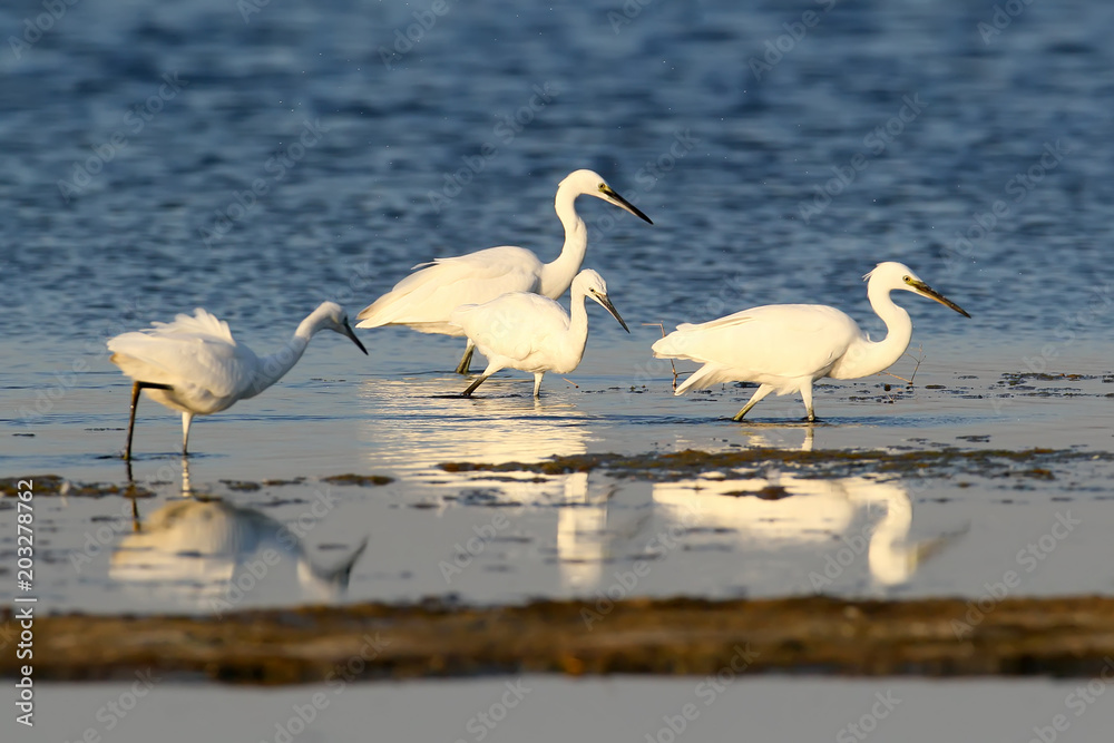 Great and little white herons hunt in the water together Great and little white herons hunt in the water together