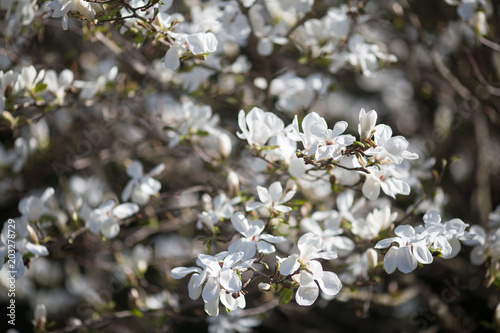 White Magnolias blossom