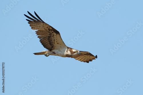 One osprey flies with wide open wings against the blue sky