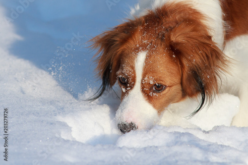 Cavalier King Charles Spaniel in the snow