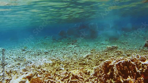 Group of green humphead parrotfish swimming in the shallow lagoon with blue clear ocean water eating corals photo