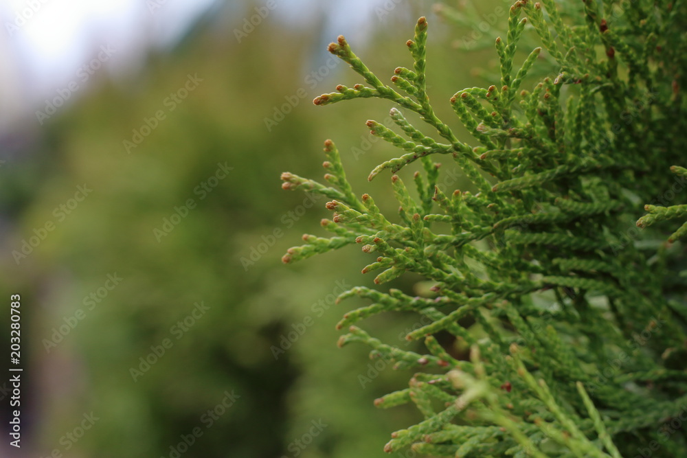 Branches of a coniferous tree, macro photography, a branch of the cypress Branches of a coniferous tree, macro photography, a branch of the cypress