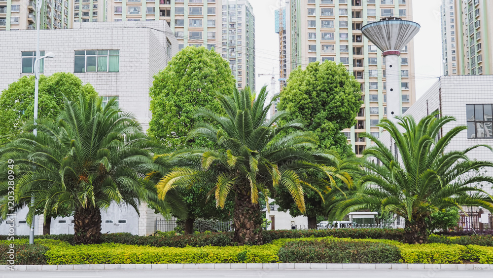 A Beautiful Public Street Garden Decorated with Palm Trees and Shrubs Beside A Main Road of Kunming City, Yunnan Province, China.