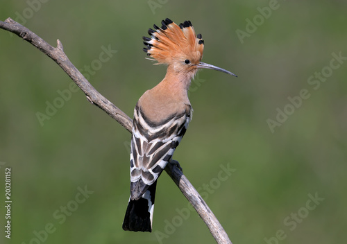Hoopoe sits on a sloping branch with his back to the photographer and with an open crown
