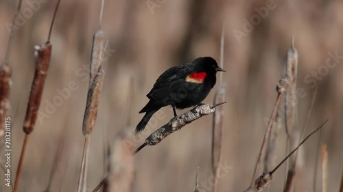 Male Red-winged Blackbird Mating Call photo