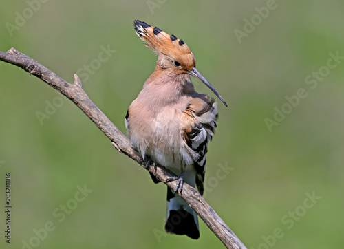 A close-up of a photo hoopoe sits on a branch on a blurred green background and cleans its feathers © VOLODYMYR KUCHERENKO