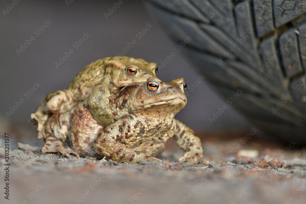 Bufo bufo The common toad, European toad, or in Anglophone parts of Europe, simply the toad is an amphibian found throughout most of Europe, collision, car, dangerous. Frog in the danger. Bufo bufo The common toad, European toad, or in Anglophone parts of Europe, simply the toad is an amphibian found throughout most of Europe, collision, car, dangerous. Frog in the danger.