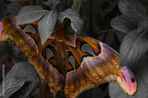 Großer Schmetterling mit einem besonderen Muster sitzt auf einer Pflanze, Eifalia Rheinland-Pfalz Germany photo