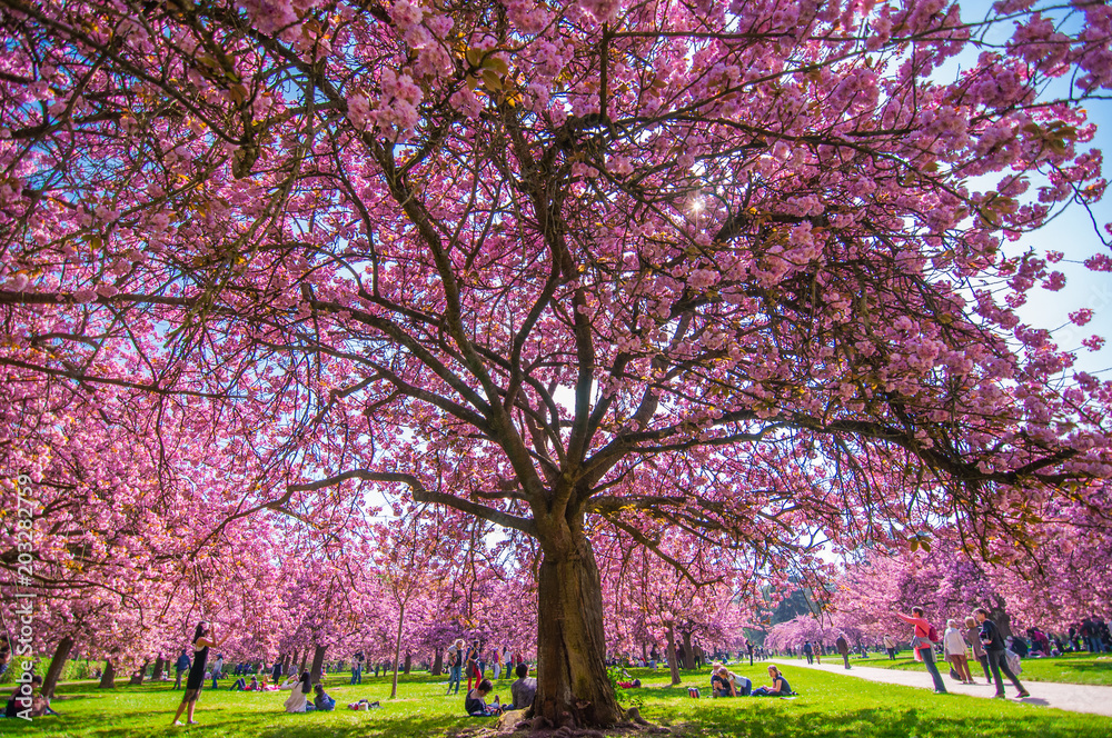 Naklejka premium Fleurs de sakura au parc Sceaux