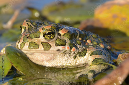 The European green toad (Bufotes viridis) is a species of toad found in steppes, mountainous areas, semi-deserts, urban areas and other habitats in mainland Europe photo