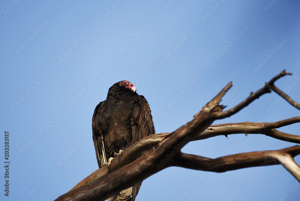 Vulture in sun