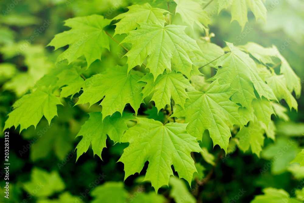Green leaves of maple on  branch. Spring or summer day in  woods_