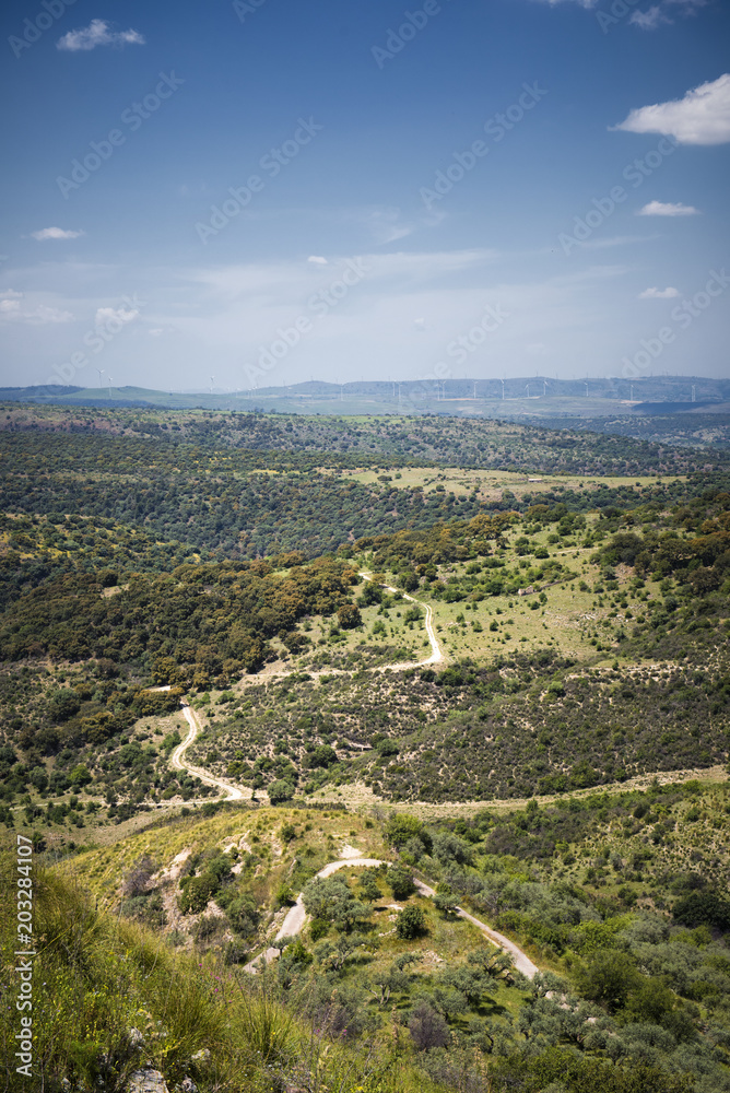 countryside with olive trees in Sicily area of Syracuse