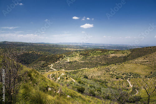 countryside with olive trees in Sicily area of Syracuse