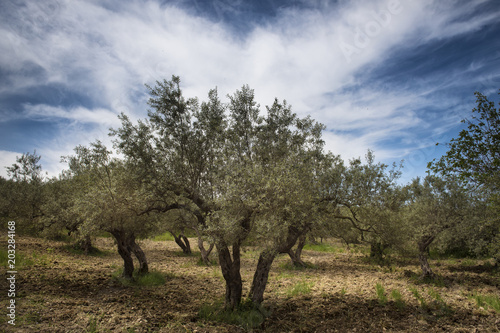 olive trees in Sicily area of Syracuse