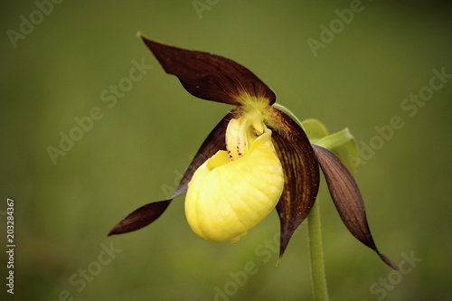 Cypripedium calceolus ,  lady's-slipper orchid, and the type species of the genus Cypripedium.