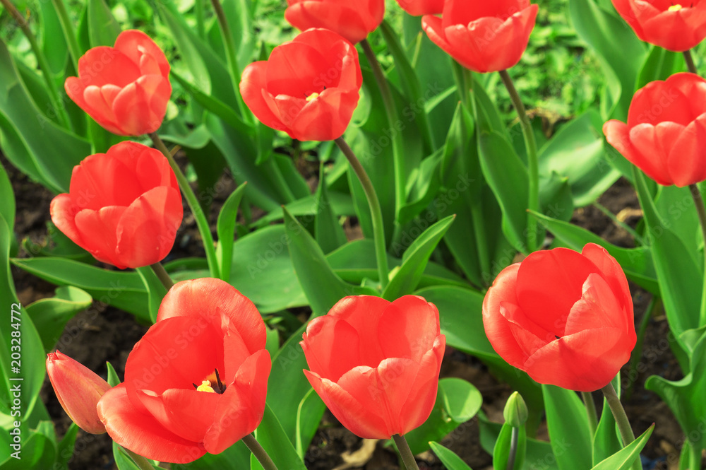 Fototapeta premium Group of red tulips in the park. Red beautiful tulips field in spring time with sunlight, floral background