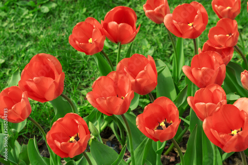 Group of red tulips in the park. Red beautiful tulips field in spring time with sunlight, floral background