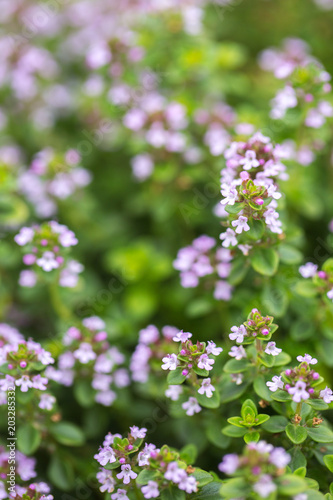 Spring flowering of thyme