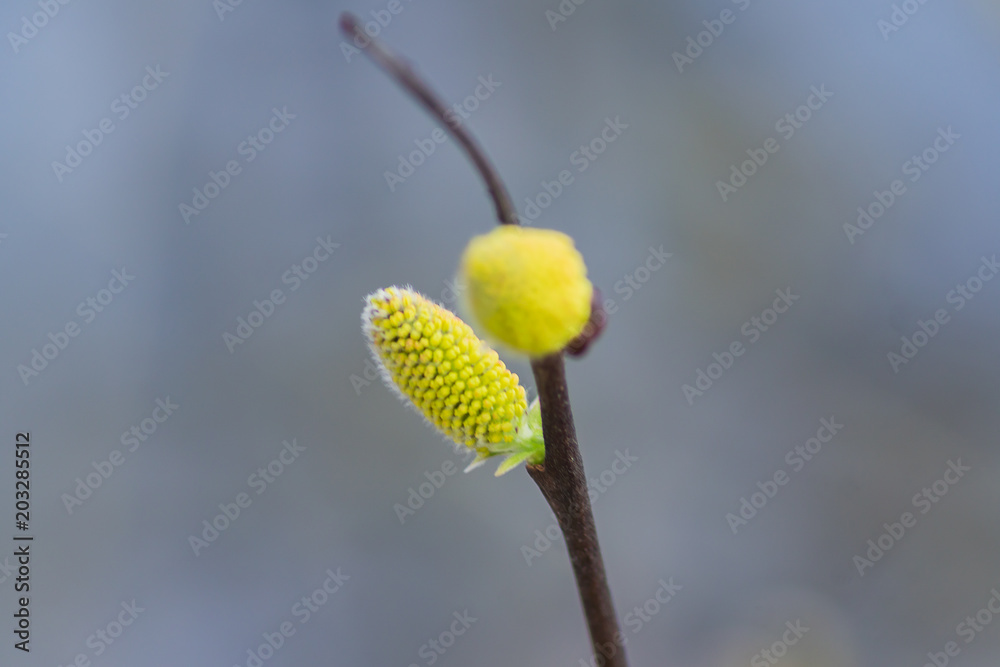 first spring buds on tree branch, close up first spring buds on tree branch, close up