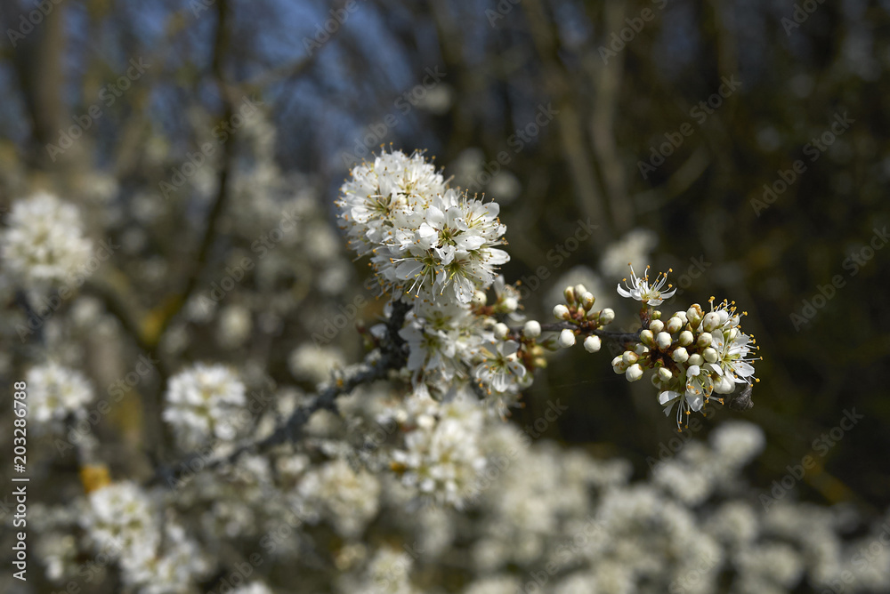 Prunus spinosa 