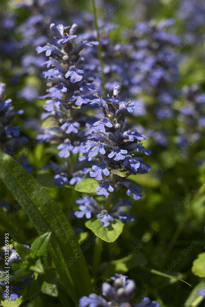 Ajuga reptans Ajuga reptans