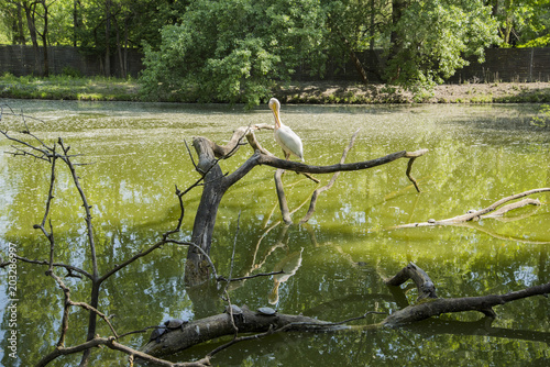 A pelican resting on a tree's dry tree and five turtles on a lake  © gheturaluca