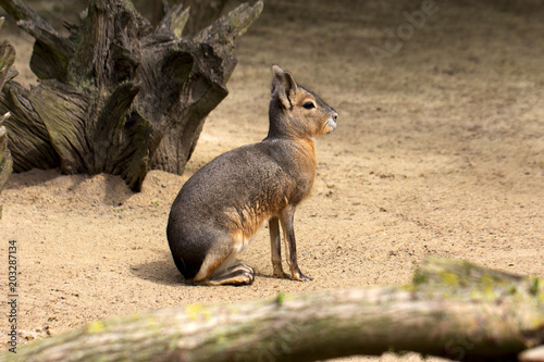 Patagonian cavy photo