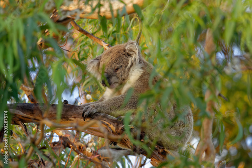 The koala (Phascolarctos cinereus, or, inaccurately, koala bear) is an arboreal herbivorous marsupial native to Australia © Michal