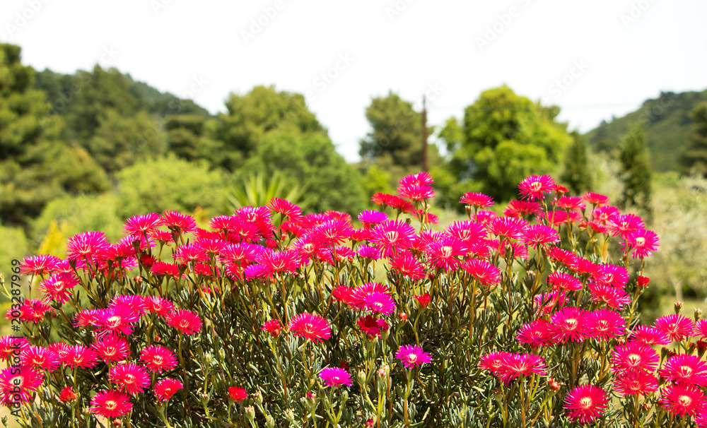 Mittagsblumen in der Sonnenhitze vor grünen Bäumen