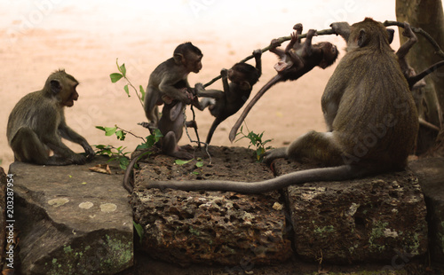 Photography Monkeys and cute baby monkeys playing on the ruins of Angkor Wat in Siem Reap, Cambodia, Asia