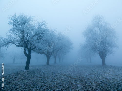 A row of apple trees in winter