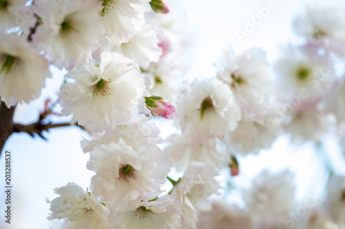 Cherry Blossom trees, Nature and Spring time background. Pink Sakura flowers
